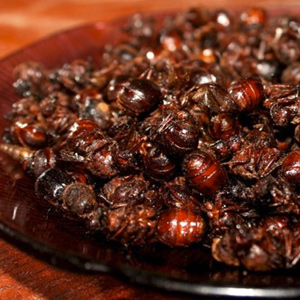 chicatanas en oaxaca