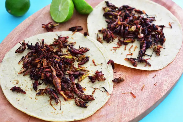 chicatanas en mexico